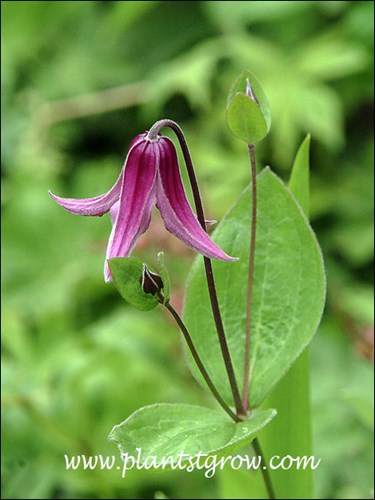 A nice image of the singular nodding flower.
